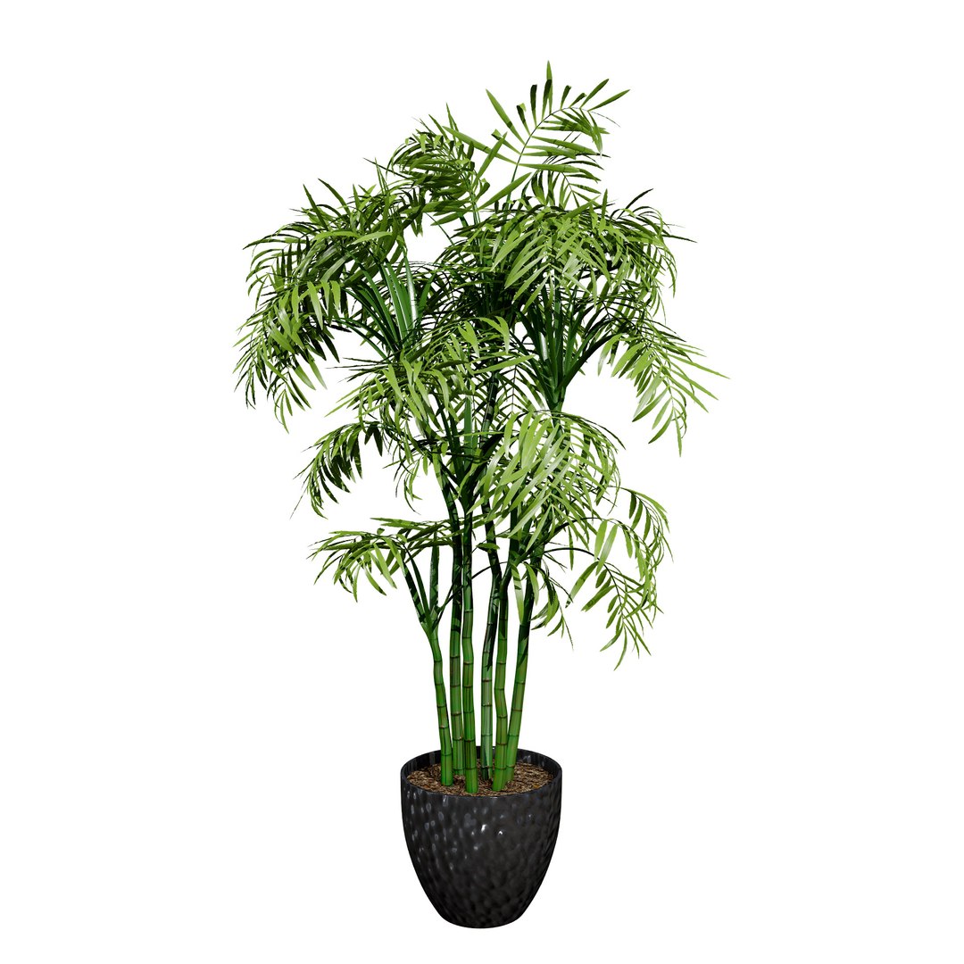 Indoor Palm Collection model https://p.turbosquid.com/ts-thumb/Eq/Jon2jf/CX/bamboopalmcarebamboopalmindoorcare6/jpg/1721559635/1920x1080/fit_q87/ce26d4542cf3672938a6863354e9df745236d7f3/bamboopalmcarebamboopalmindoorcare6.jpg