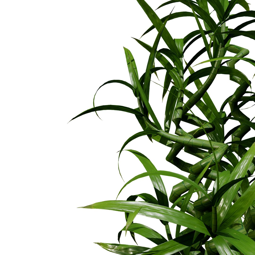 Indoor Palm Collection model https://p.turbosquid.com/ts-thumb/Eq/Jon2jf/Ib/bambooplant2/jpg/1721559645/1920x1080/fit_q87/a59f90bcc2da8e3b0cd6ba53f78752f3669bde26/bambooplant2.jpg