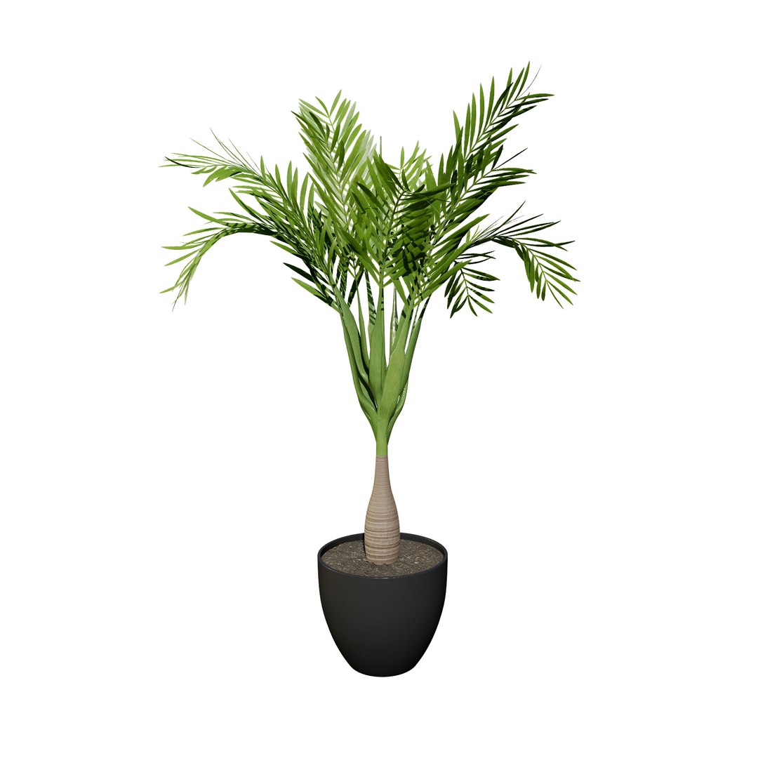 Indoor Palm Collection model https://p.turbosquid.com/ts-thumb/Eq/Jon2jf/Kn/indoorbottlepalm/jpg/1721559660/1920x1080/fit_q87/37ec823c0302427b4009bdec20b17973cae7a2e2/indoorbottlepalm.jpg