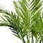 Kolekcja palm wewnętrznych