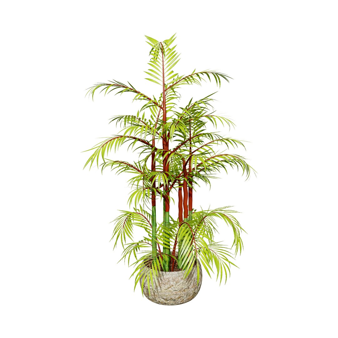 Indoor Palm Collection model https://p.turbosquid.com/ts-thumb/Eq/Jon2jf/Xg/indoorlipstickpalm/jpg/1721559665/1920x1080/fit_q87/4c4178a5779160b5a4a9b06b6505aa7d1c966769/indoorlipstickpalm.jpg