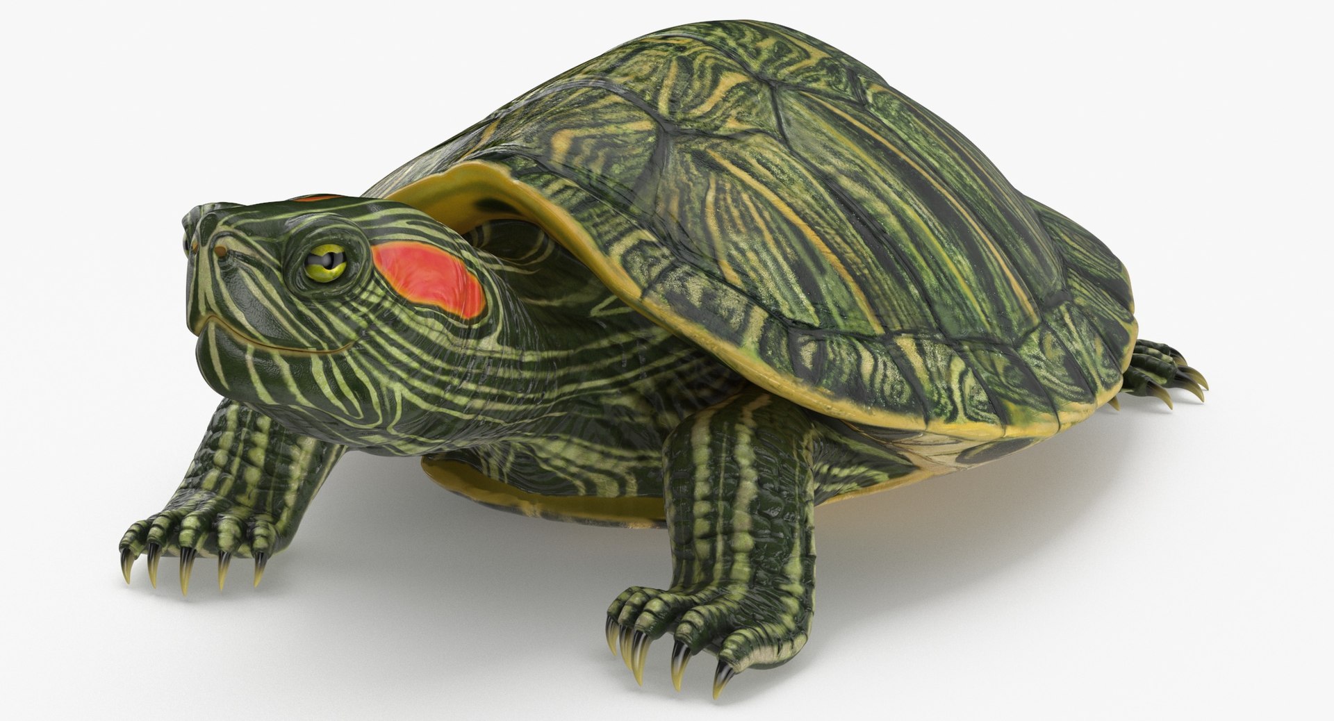 ミシシッピアカミミガメ3Dモデル - TurboSquid 2060378
