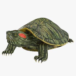 Red Eared Slider