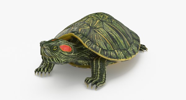 ミシシッピアカミミガメ3Dモデル - TurboSquid 2060378 ミシシッピアカミミガメ3Dモデル - TurboSquid 2060378