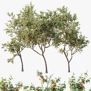 AV Plants Diospyros Kaki Persimmon Version02 3D model