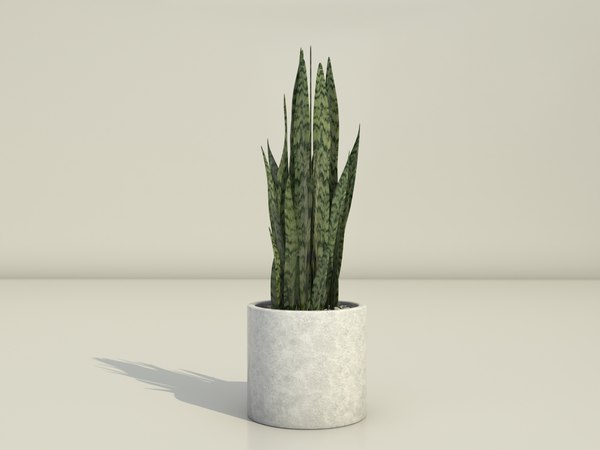 Plantas en la oficina: lengua de suegra