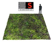 Forest ground 16K Ultra HD