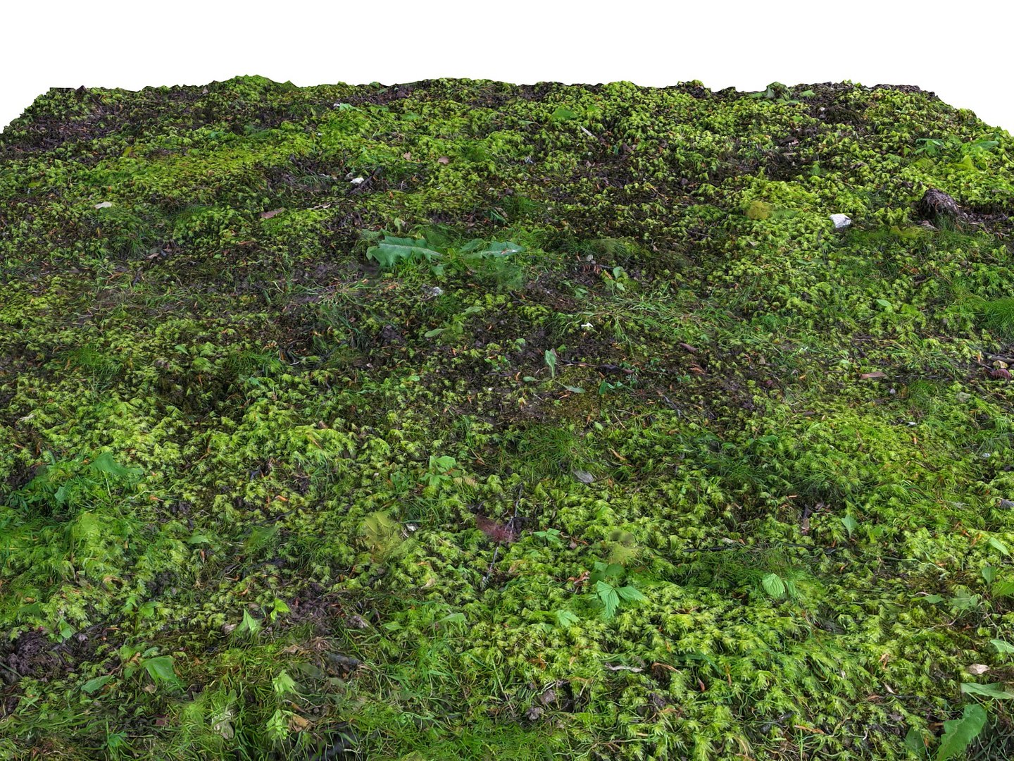 Forest Ground 16k Hd 3d Model