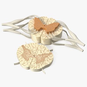 Gross Anatomy of Spinal Nerves