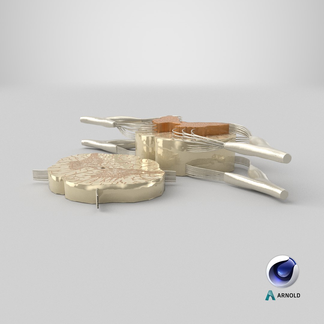 3D model Gross Anatomy of Spinal Nerves https://p.turbosquid.com/ts-thumb/Eq/ZKkiDz/6i/stemcell_cinema_4d_arnold_render/png/1714057877/1920x1080/fit_q87/d1ca7f1c99751e509b0a7f56e186f026603f8890/stemcell_cinema_4d_arnold_render.jpg