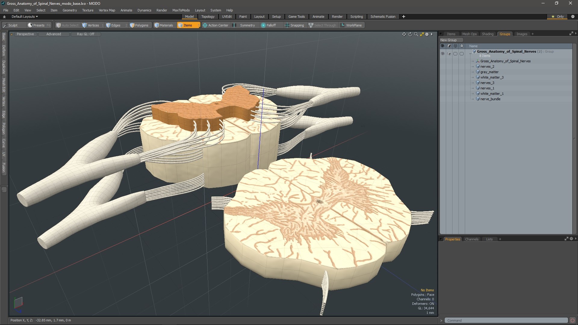 3D model Gross Anatomy of Spinal Nerves https://p.turbosquid.com/ts-thumb/Eq/ZKkiDz/LW/grossanatomyofspinalnerves3dmodel020/jpg/1708552042/1920x1080/fit_q87/624e365a2e0479b1122cdd2007c86aeaebea5bec/grossanatomyofspinalnerves3dmodel020.jpg