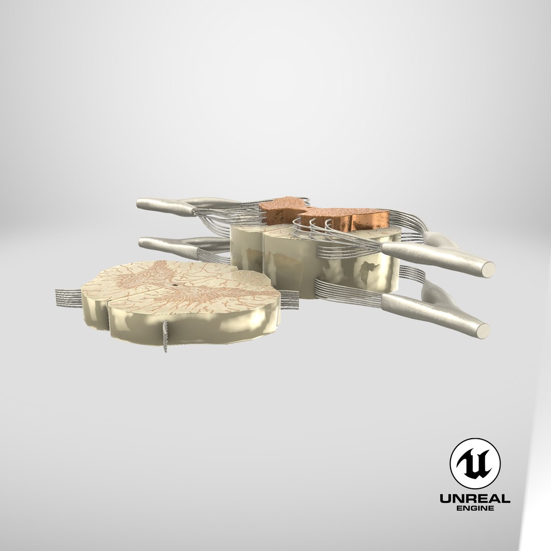 3D model Gross Anatomy of Spinal Nerves https://p.turbosquid.com/ts-thumb/Eq/ZKkiDz/Wr/stemcell_unreal_render/png/1714057885/1920x1080/fit_q87/4389d10a9f988b11f39ea7e0b5213fd6b79e8448/stemcell_unreal_render.jpg