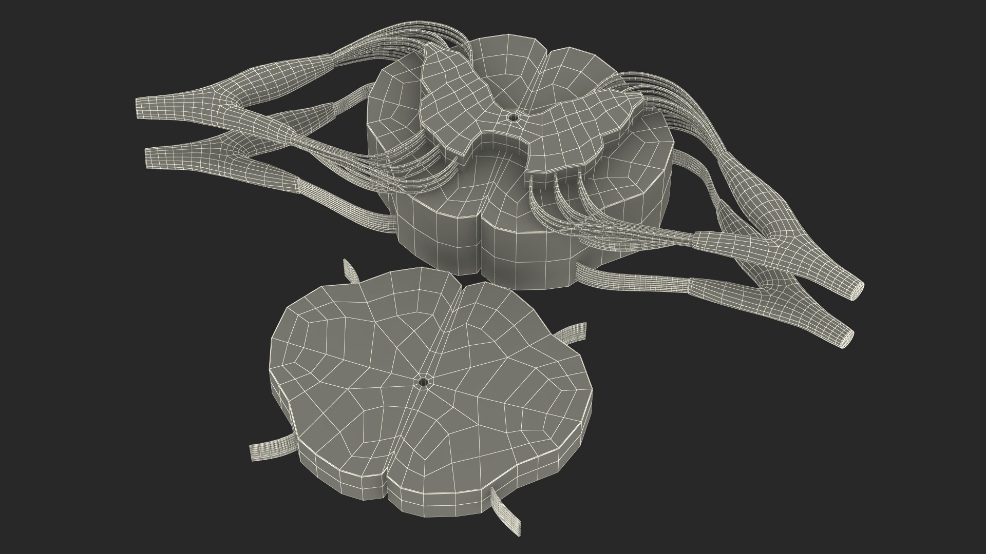 3D model Gross Anatomy of Spinal Nerves https://p.turbosquid.com/ts-thumb/Eq/ZKkiDz/XT/grossanatomyofspinalnerves3dmodel023/jpg/1708552054/1920x1080/fit_q87/5f0ec34214a113cd7151bdc30a89021546901353/grossanatomyofspinalnerves3dmodel023.jpg