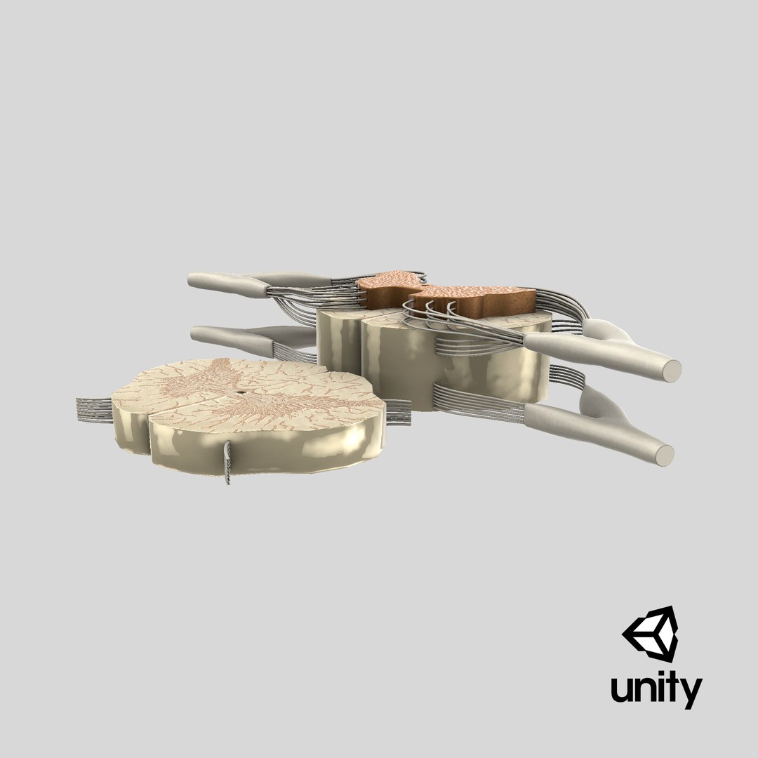 3D model Gross Anatomy of Spinal Nerves https://p.turbosquid.com/ts-thumb/Eq/ZKkiDz/aU/stemcell_unity_render/png/1714057887/1920x1080/fit_q87/a687fd18dd389c6695c7a830fa9a75fb24d596cd/stemcell_unity_render.jpg