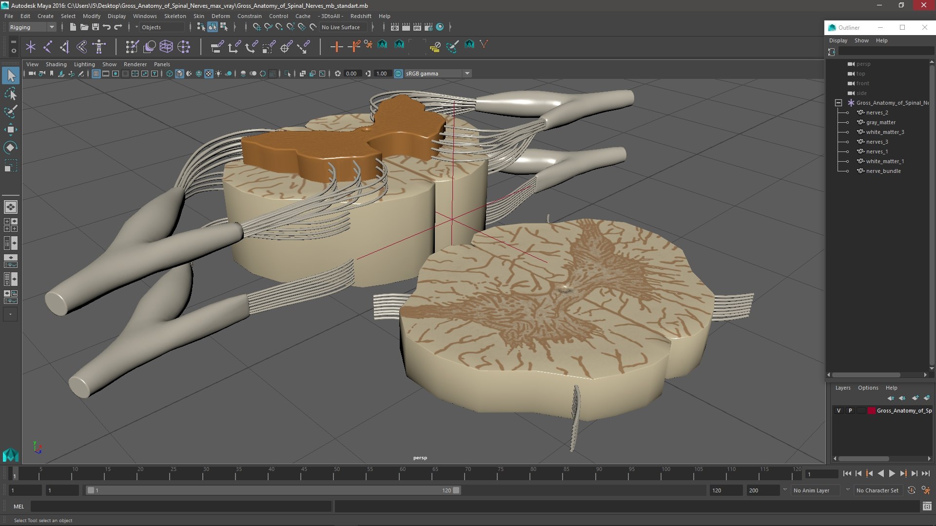 3D model Gross Anatomy of Spinal Nerves https://p.turbosquid.com/ts-thumb/Eq/ZKkiDz/vp/grossanatomyofspinalnerves3dmodel022/jpg/1708552050/1920x1080/fit_q87/ded0fee511fe91f0bd099530e7c07c5c6167b2fc/grossanatomyofspinalnerves3dmodel022.jpg