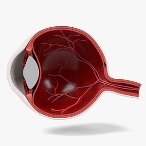 Eye Section