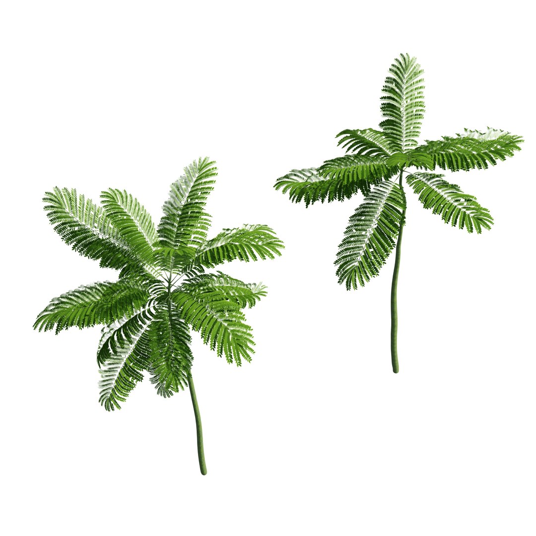 Schizolobium parahyba 3D model https://p.turbosquid.com/ts-thumb/Eq/m3NUKd/1R/m2c/jpg/1671178439/1920x1080/fit_q87/34d70bf271a14e2882017b3c461da2a1755040a5/m2c.jpg