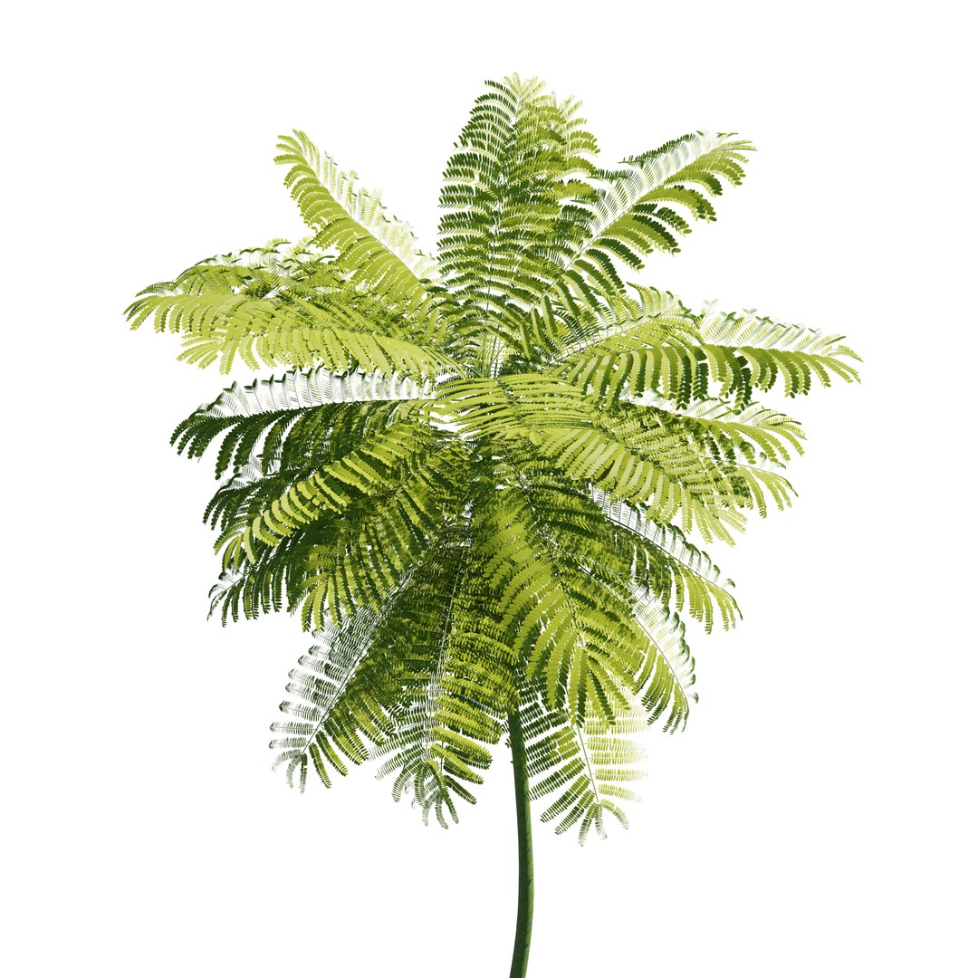 Schizolobium parahyba 3D model https://p.turbosquid.com/ts-thumb/Eq/m3NUKd/5e/m3c/jpg/1671178448/1920x1080/fit_q87/e70020142ee7c97ac970c9aecea0b34adbeb9188/m3c.jpg