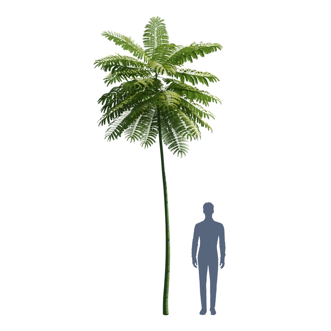 Schizolobium parahyba 3D model https://p.turbosquid.com/ts-thumb/Eq/m3NUKd/7T/m3b/jpg/1671177885/1920x1080/fit_q87/295da456ffbe094607d95ea0ada19963ffadb0c8/m3b.jpg