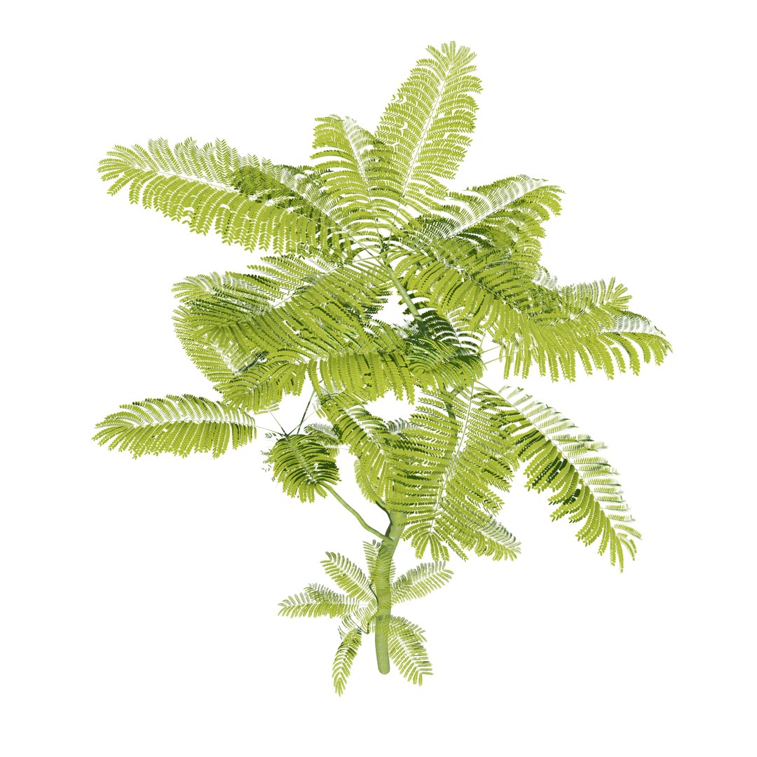 Schizolobium parahyba 3D model https://p.turbosquid.com/ts-thumb/Eq/m3NUKd/lJ/m1f/jpg/1671178439/1920x1080/fit_q87/d66b469f86856c07f31cd5f983e9e9fc9d5ff48b/m1f.jpg