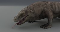 Komodo Dragon