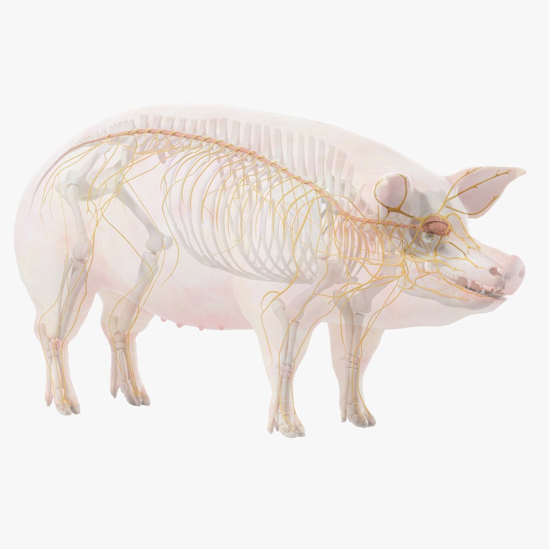 Pig  Body Skeleton and Nerves Static 3D model https://p.turbosquid.com/ts-thumb/Eq/xGYTDN/3U/pig_anatomy_nervous/jpg/1626938709/1920x1080/fit_q87/d799480ca549694913a6aa43b42fd99a673d4a3f/pig_anatomy_nervous.jpg