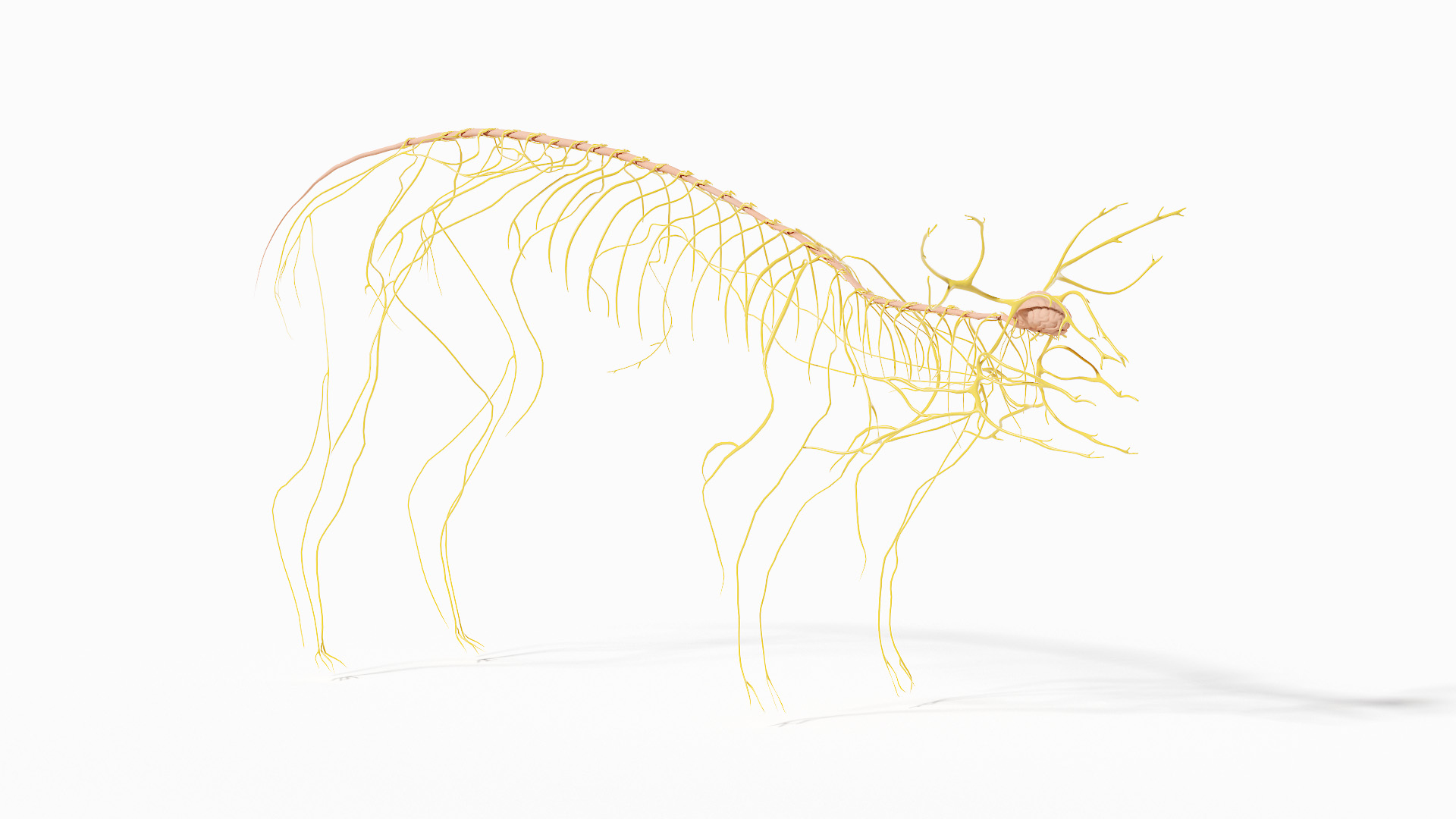 Pig  Body Skeleton and Nerves Static 3D model https://p.turbosquid.com/ts-thumb/Eq/xGYTDN/Be/pig_anatomy_anatomy_skeleton_nervous_s/jpg/1623832731/1920x1080/turn_fit_q99/8b91d077dae8e53aaefc688b1763d6b90dc8b6d9/pig_anatomy_anatomy_skeleton_nervous_s-1.jpg