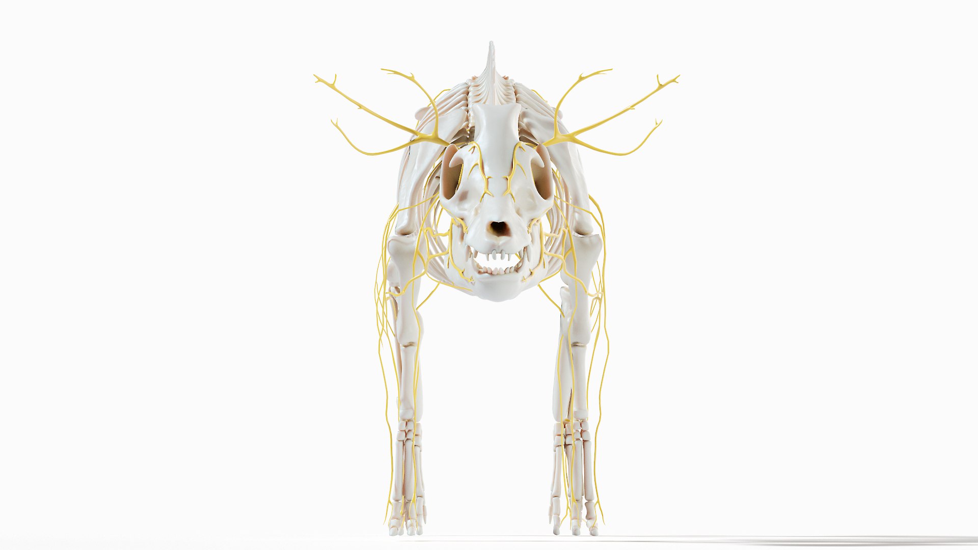Pig  Body Skeleton and Nerves Static 3D model https://p.turbosquid.com/ts-thumb/Eq/xGYTDN/KW/pig_anatomy_systems_nervous0005/jpg/1626939463/1920x1080/fit_q87/d577aba6fd7b8906264c7f999b2ee1d4b7a5956d/pig_anatomy_systems_nervous0005.jpg