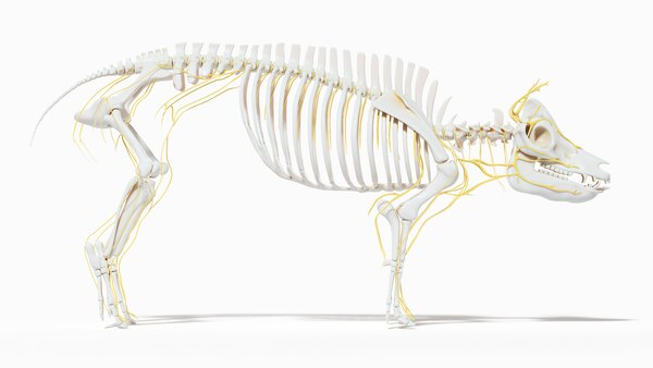 猪身体骨架和神经静态3D模型 - TurboSquid 1763476
