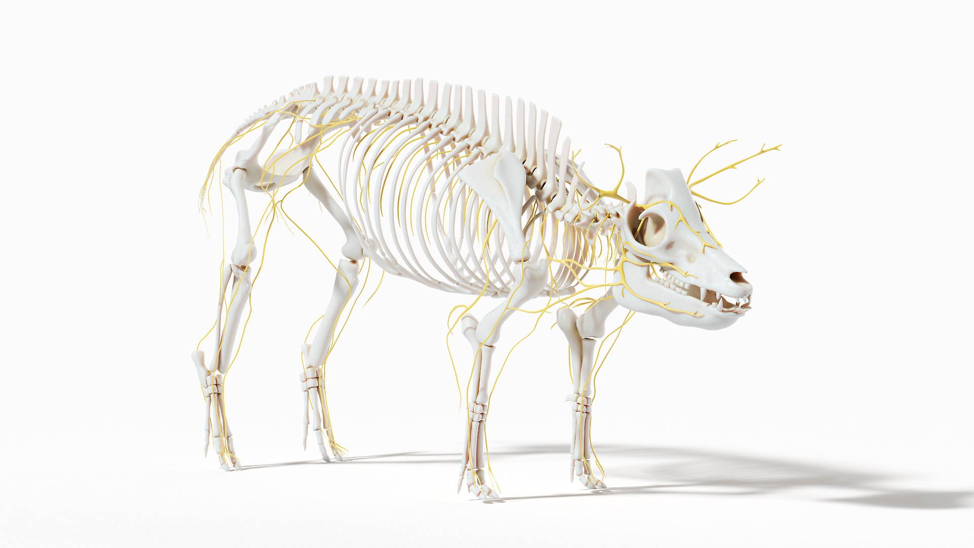 Pig  Body Skeleton and Nerves Static 3D model https://p.turbosquid.com/ts-thumb/Eq/xGYTDN/Qn/pig_anatomy_systems_nervous0000/jpg/1626939463/1920x1080/fit_q87/8401f96013d072ddd26d25780291dcc41c7bab1f/pig_anatomy_systems_nervous0000.jpg