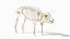 Pig  Body Skeleton and Nerves Static