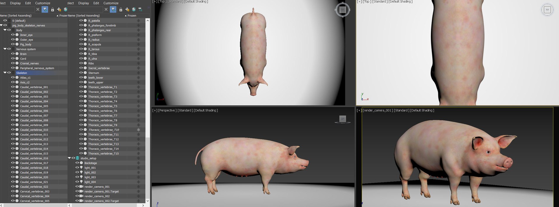 Pig  Body Skeleton and Nerves Static 3D model https://p.turbosquid.com/ts-thumb/Eq/xGYTDN/S2/pig_body_skeleton_nerves_objects/jpg/1625643795/1920x1080/fit_q87/294b9dd5f1a10bc2f4040d8da3b9ad86da7e6631/pig_body_skeleton_nerves_objects.jpg