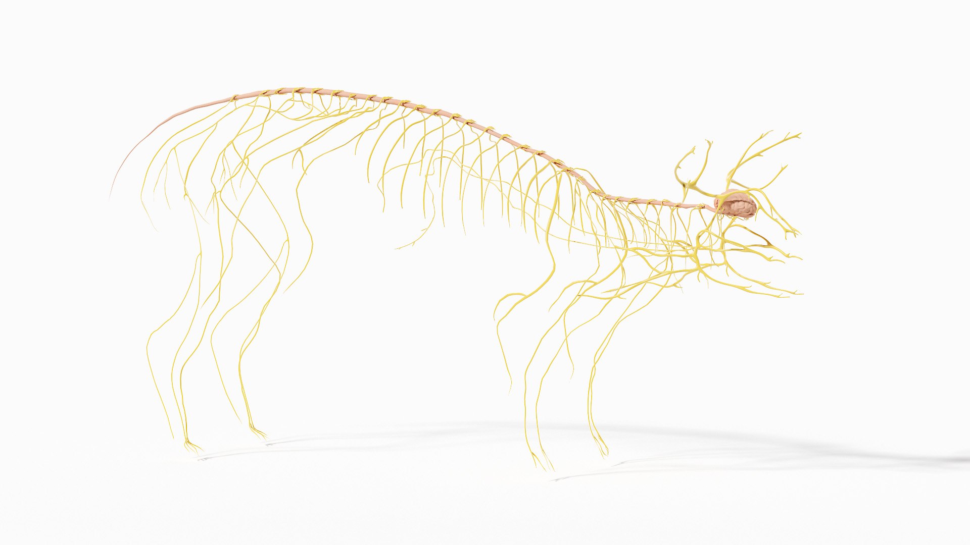 Pig  Body Skeleton and Nerves Static 3D model https://p.turbosquid.com/ts-thumb/Eq/xGYTDN/TJ/pig_anatomy_anatomy_skeleton_nervous_s_0001/jpg/1625642460/1920x1080/fit_q87/a14a0f607c32a8bb0518d52b9ad6d8d1394b11fe/pig_anatomy_anatomy_skeleton_nervous_s_0001.jpg