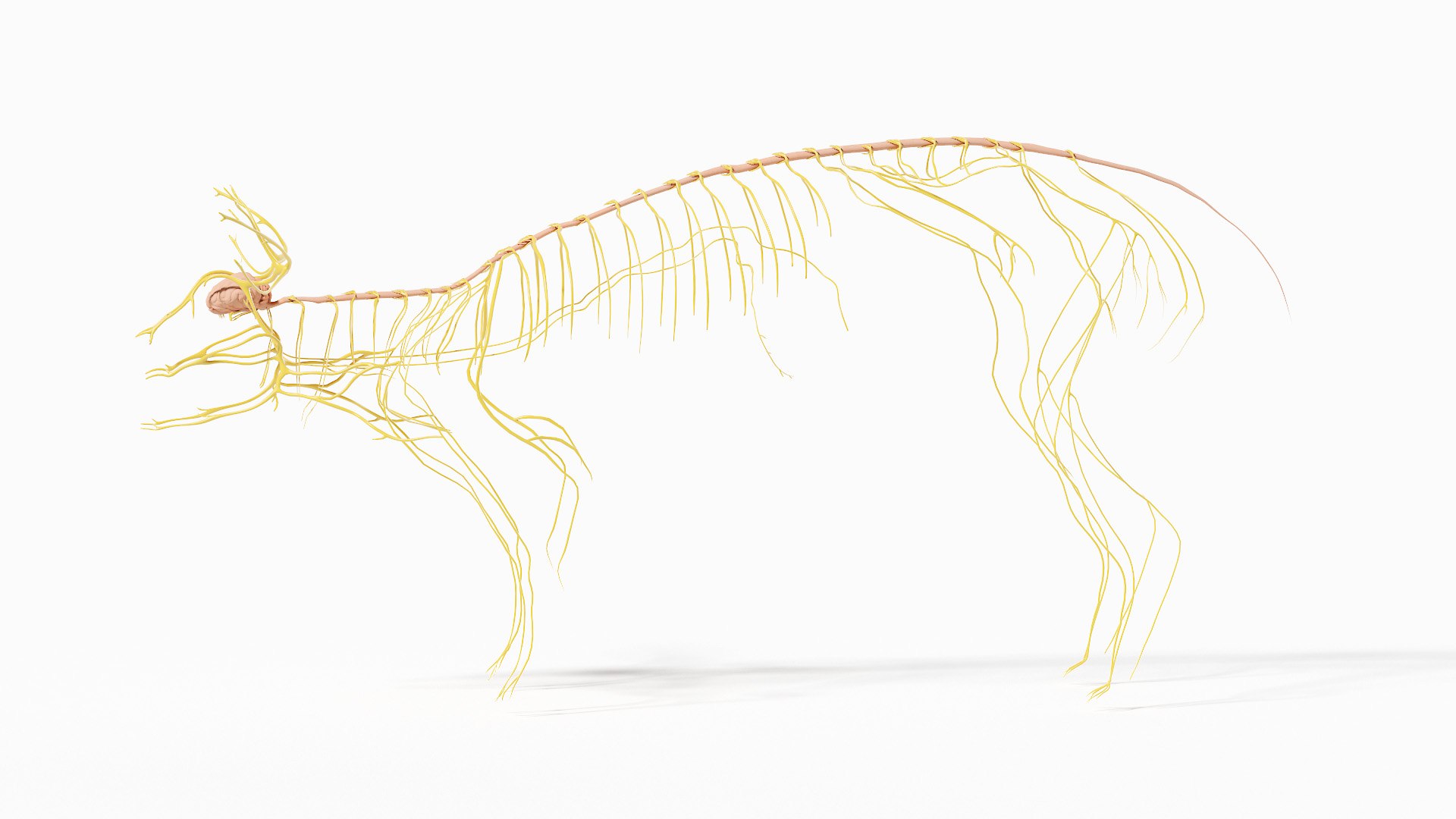 Pig  Body Skeleton and Nerves Static 3D model https://p.turbosquid.com/ts-thumb/Eq/xGYTDN/Y4/pig_anatomy_anatomy_skeleton_nervous_s_0015/jpg/1625642460/1920x1080/fit_q87/344621b875348205c6cfe83674b8c887c15f0e60/pig_anatomy_anatomy_skeleton_nervous_s_0015.jpg