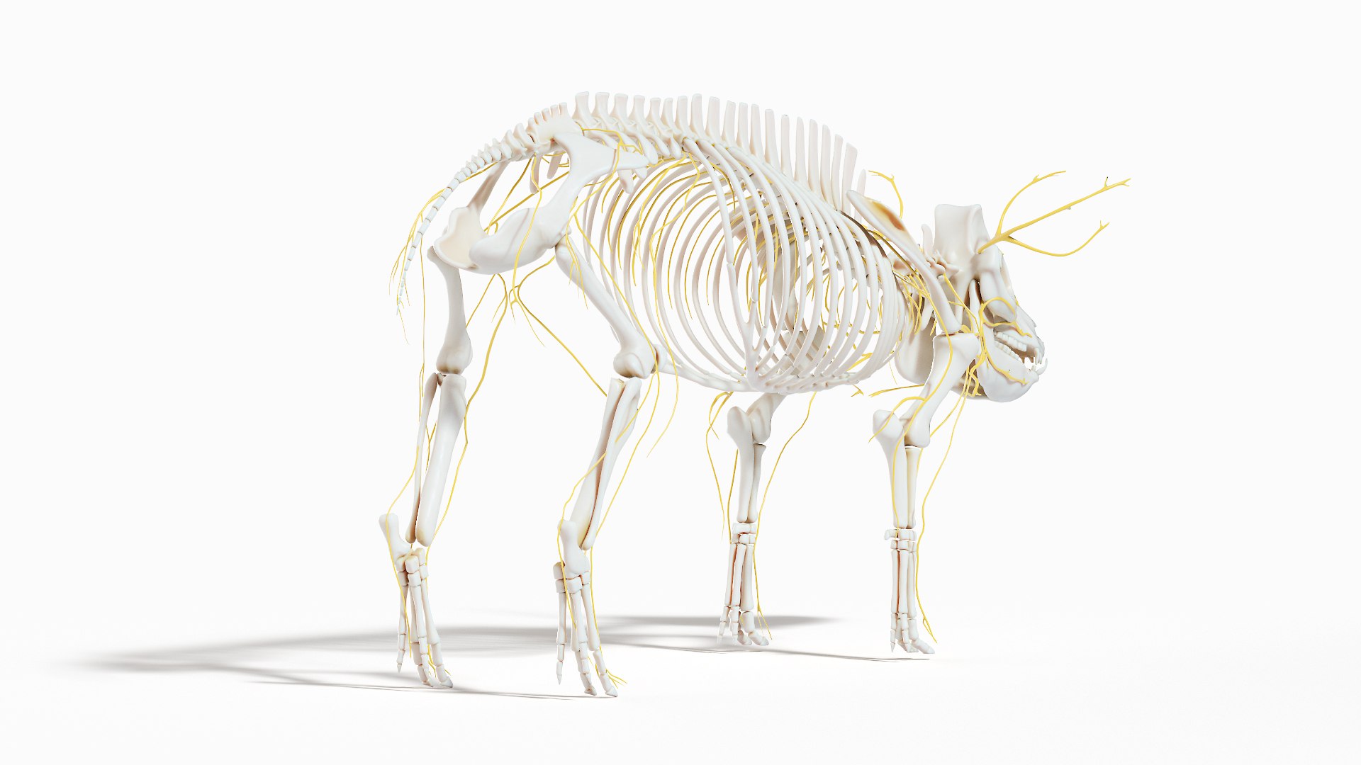 Pig  Body Skeleton and Nerves Static 3D model https://p.turbosquid.com/ts-thumb/Eq/xGYTDN/Yd/pig_anatomy_systems_nervous0003/jpg/1626939463/1920x1080/fit_q87/f7d021a70bc46fa3b55813795ac41b15fad22696/pig_anatomy_systems_nervous0003.jpg