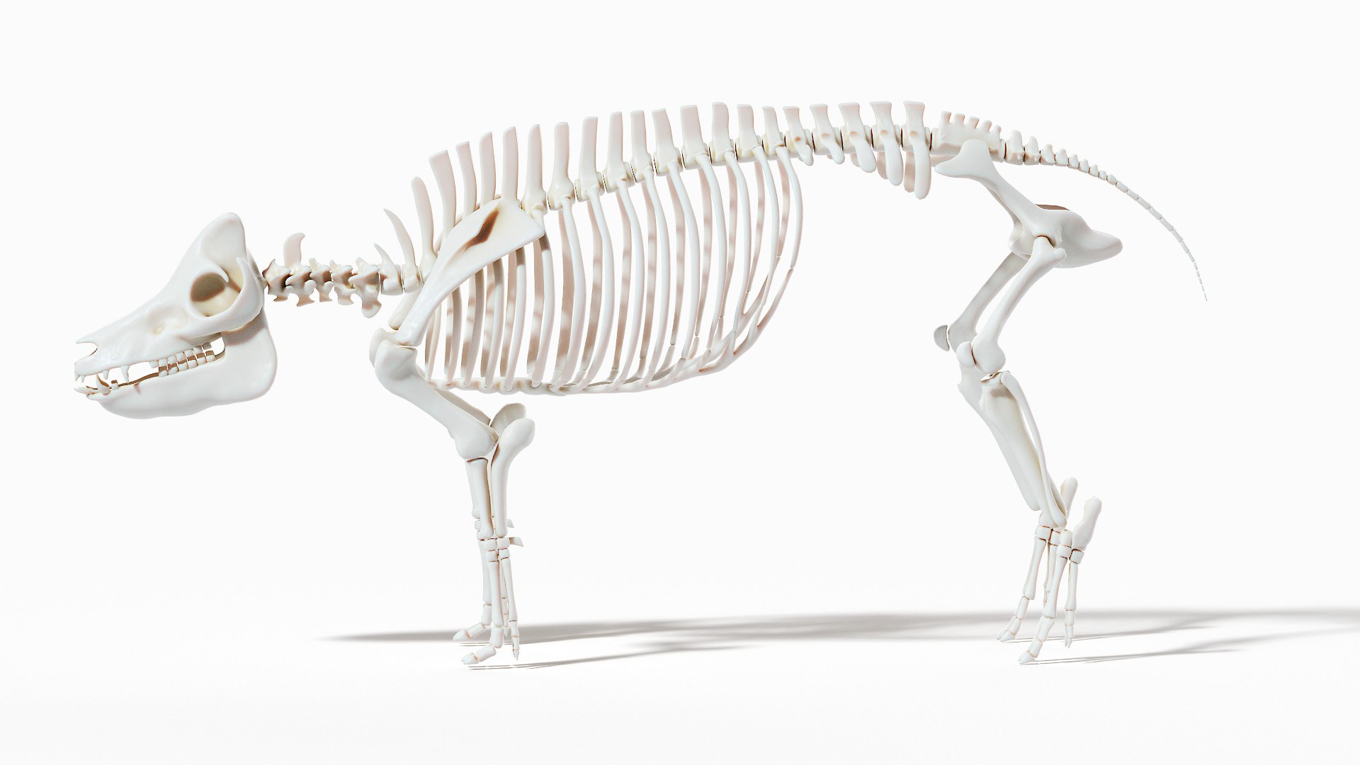 Pig  Body Skeleton and Nerves Static 3D model https://p.turbosquid.com/ts-thumb/Eq/xGYTDN/Zu/pig_anatomy_anatomy_skeleton_tt_0015/jpg/1625642308/1920x1080/fit_q87/e45e5c0a66a221faff2864d808bde1addd1cf6fc/pig_anatomy_anatomy_skeleton_tt_0015.jpg