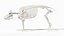Pig  Body Skeleton and Nerves Static