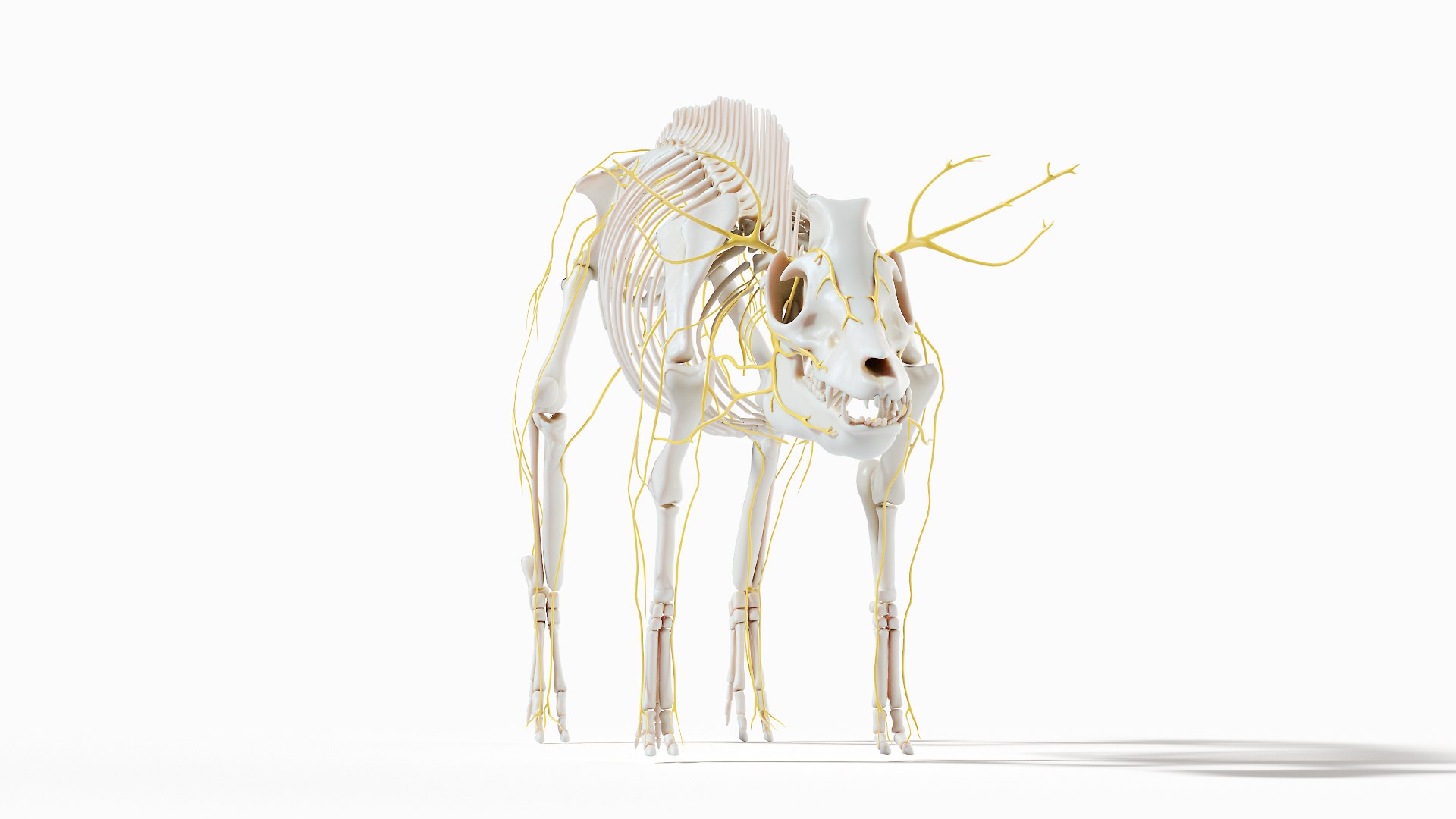 Pig  Body Skeleton and Nerves Static 3D model https://p.turbosquid.com/ts-thumb/Eq/xGYTDN/fc/pig_anatomy_systems_nervous0001/jpg/1626939463/1920x1080/fit_q87/18fdb493f724593b05dbde3d0dbb3d359fe2ddb6/pig_anatomy_systems_nervous0001.jpg