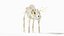 Pig  Body Skeleton and Nerves Static
