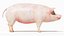 Pig  Body Skeleton and Nerves Static