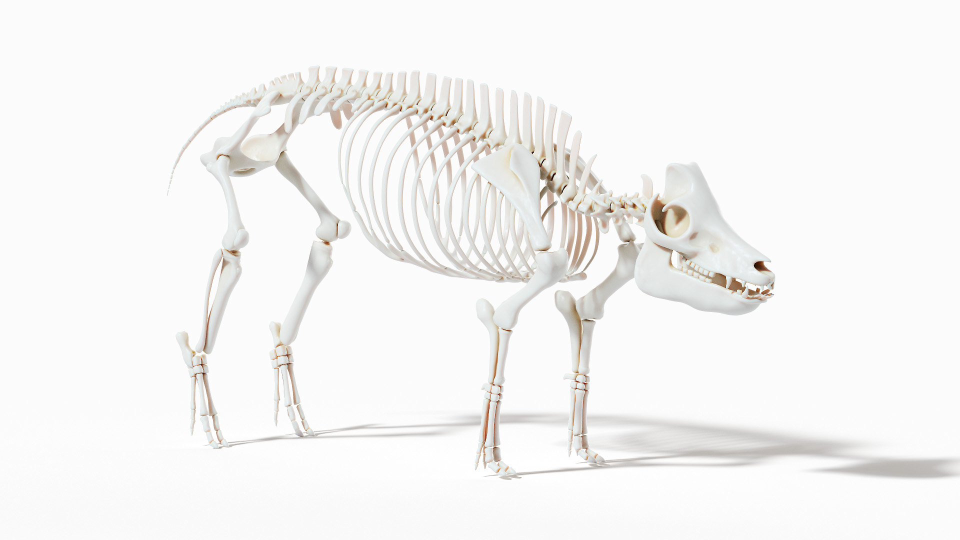 Pig  Body Skeleton and Nerves Static 3D model https://p.turbosquid.com/ts-thumb/Eq/xGYTDN/mg/pig_anatomy_anatomy_skeleton_tt/jpg/1623832693/1920x1080/turn_fit_q99/69b3350d764095e2e3aa73c99e968e938b2026be/pig_anatomy_anatomy_skeleton_tt-1.jpg