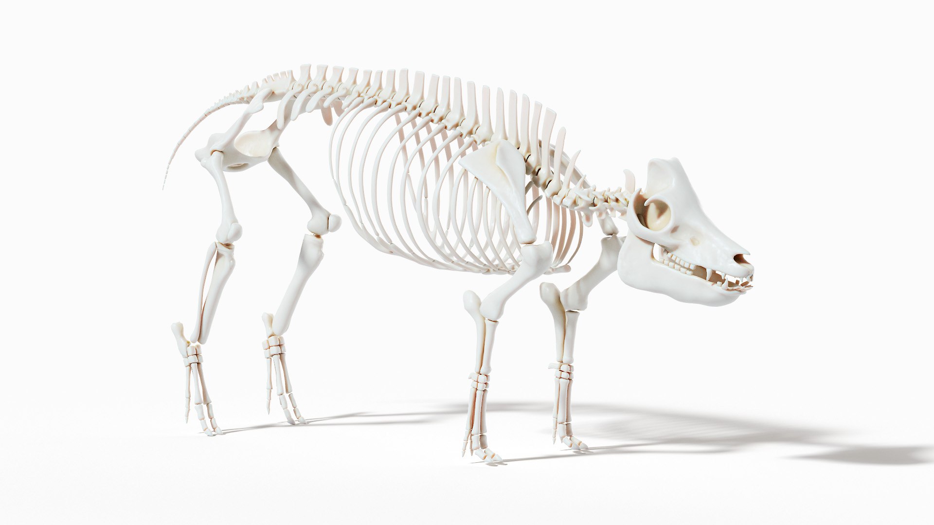 Pig  Body Skeleton and Nerves Static 3D model https://p.turbosquid.com/ts-thumb/Eq/xGYTDN/sg/pig_anatomy_anatomy_skeleton_tt_0000/jpg/1625642308/1920x1080/fit_q87/c8b927c0c789f3b83d407b57d22c81bd50d6bae3/pig_anatomy_anatomy_skeleton_tt_0000.jpg