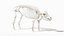 Pig  Body Skeleton and Nerves Static