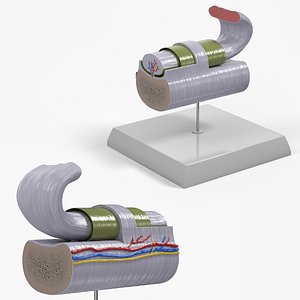 Fibrous Tendon Sheath Anatomy Layered on Stand