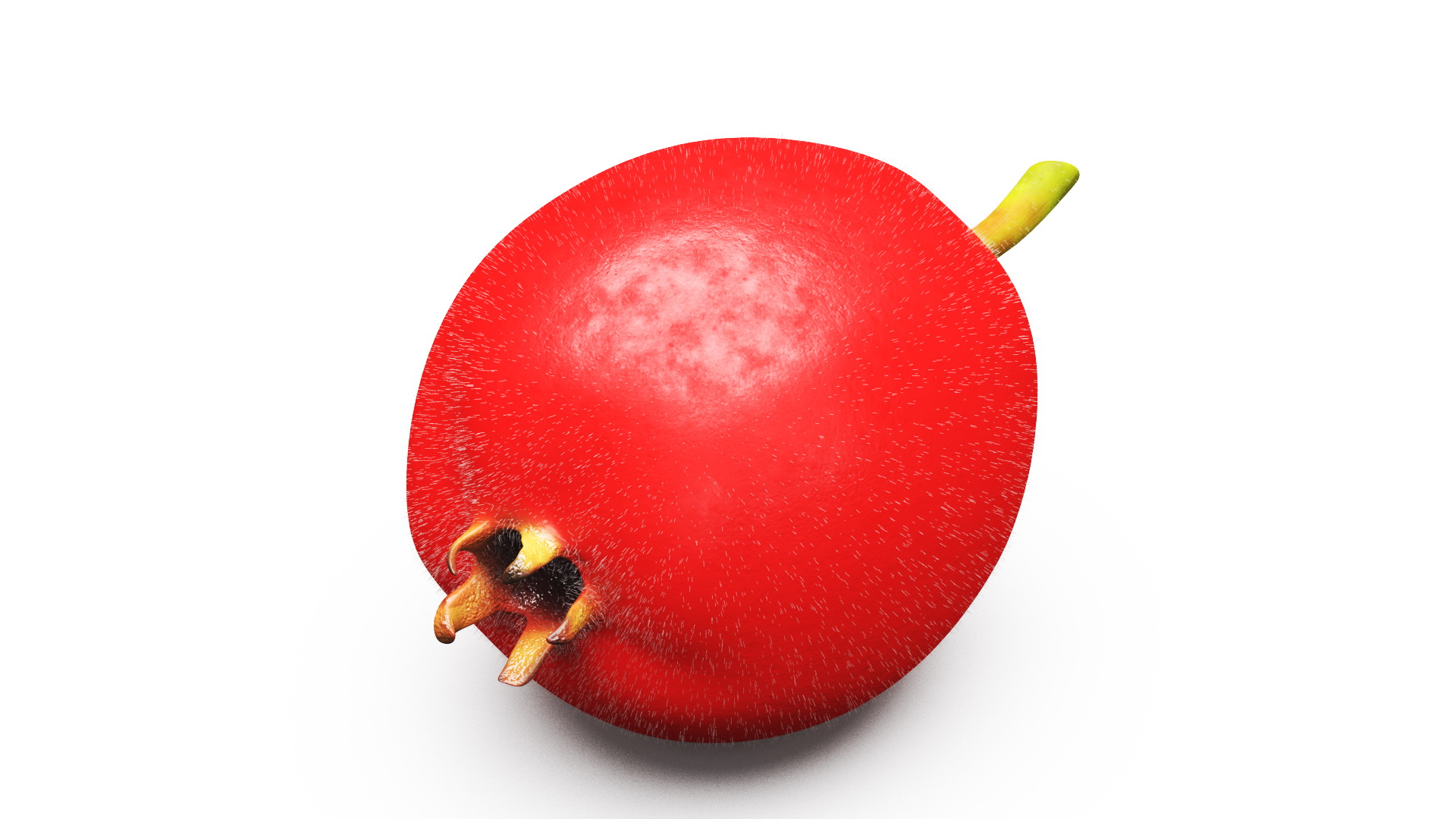 3D Hawthorn Berry Fur Model TurboSquid 2017684