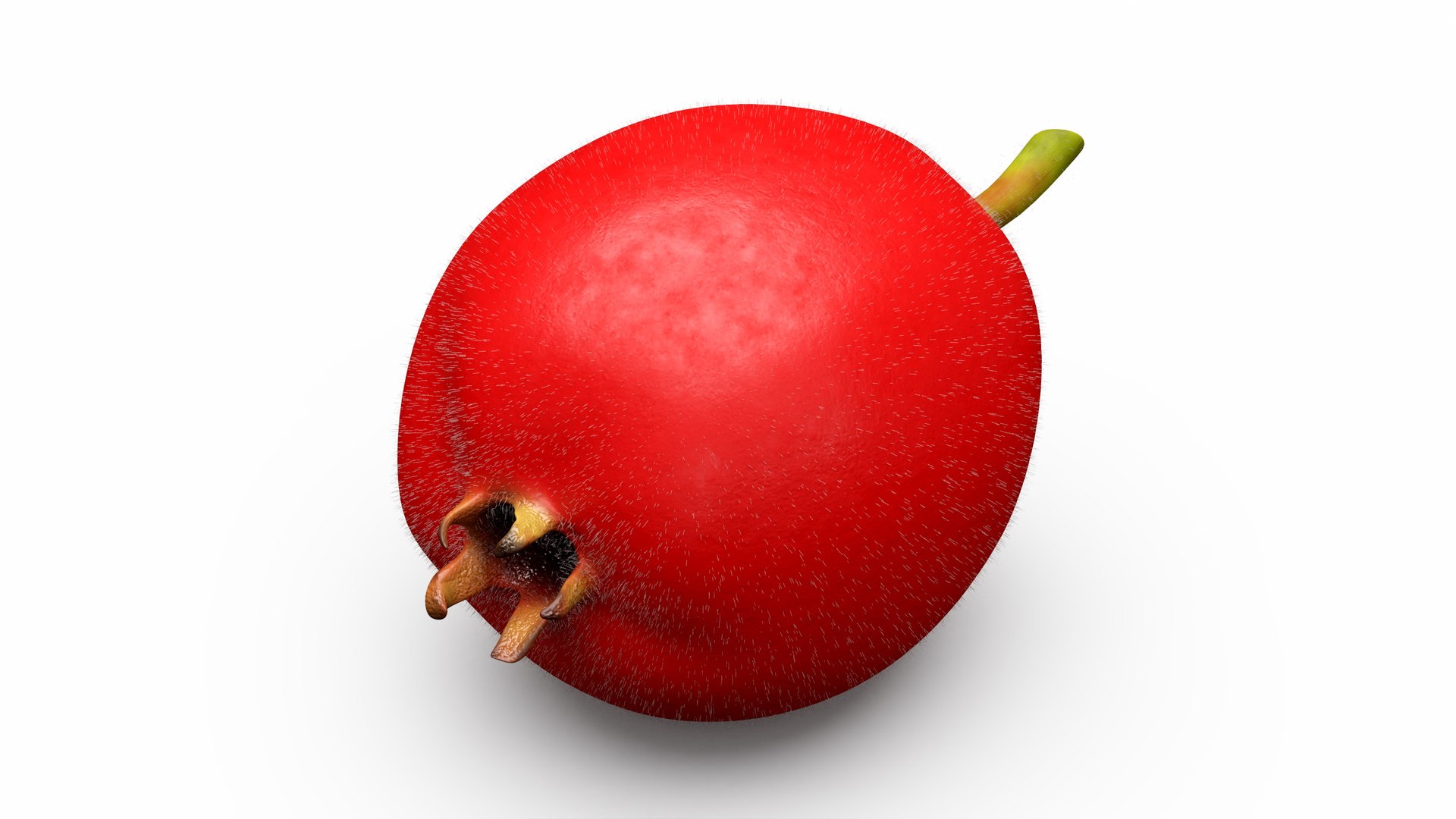 Hawthorn Berry Fur 3D model preview