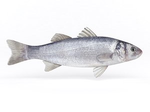 seabass fish 3D