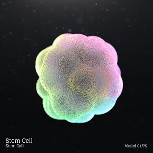 Stem Cell
