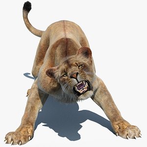 lioness 2 fur lion 3d model