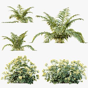 AV 12 different Spring bush Alchemilla Mollis Vulgaris Flower Charming Lady Mantle and Macrothelypte
